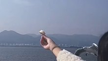 女生手举面包等着喂海鸥，大家都匆匆而过，只有一只突然急刹