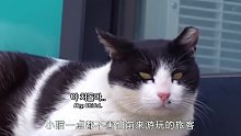 小岛被喵星人占领，成了爱猫人士的圣地，当地人却苦不堪言