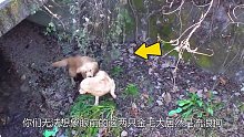 两只胆小的金毛犬，因为恐惧人类躲进下水道生活，结局意想不到