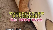 猫咪玩着自己卡在后视镜，男子及时救下…
