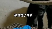 剖腹产黑猩猩首次见娃抱紧呜咽。网友：只要你一伸手，妈妈永远都在。