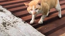 屋顶上的流浪猫，从开始的拒绝接近到慢慢接受，终于把它带回家。没想到它挣脱笼子，带回一个富家千金