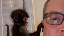 国外小哥救助了一只小猴子，小哥把它当家人一样对待，照顾的无微