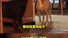 你是新来的？你会拆家吗