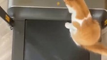 主人开跑步机小猫咪懵了，好好的我咋自己走了呢？