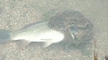 奇幻，牛蛙抱着鲤鱼不松手都长海绵了