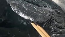 女子煮墨鱼没放墨汁似熬沥青 ：煮了2小时越来越黑，口感挺好