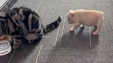 小狗狗又菜又爱玩，打又打不过，你说你招惹猫咪干嘛！