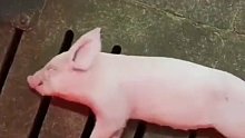 小猪睡的太香叫不醒 网友：“终于知道什么叫睡的跟死猪一样了”