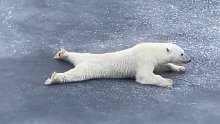 北极熊向你展示如何通过薄冰。