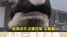熊猫：都放假了，就我还上班