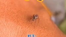 蚊子。。。