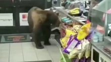 熊进入超市小心翼翼购买了一样食品