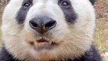 看着熊猫吃这么香，手里的方便面顿时不香了