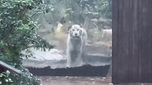 哈哈哈老虎的脸上写满了疑惑，老虎：？？？没事儿吧！怎么下雨天还有人来啊！