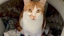 小猫咪赖在洗衣机里不肯出来，无奈的主人就准备开闸放水