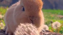 小兔子吃蒲公英，看起来真的又乖又可爱哈哈哈！