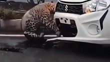 猎豹撞到车前挡，并卡死在那
