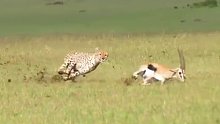羚羊的反应速度比猫科动物还要快！！