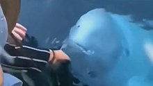 海豚用嘴咬着手机出水面那一刻真的感动了