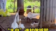 “大白”VS“大白鹅”！这年轻鹅多少有点不讲武德了