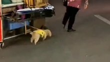 小狗狗帮主人奋力拉车，为了这个家也是拼了，网友：万物皆有灵性