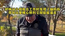 护林站小姐姐在工作中发现了鼬妈妈，带回站里偷偷精心照料它却偷偷溜走。