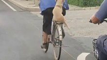 街头一大爷骑着自行车载着狗子奋力蹬车，狗狗在后座坐的稳稳的不