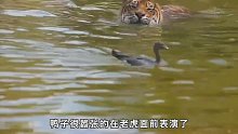这只鸭子太厉害了！与老虎一起泡澡，还将老虎戏耍了一顿