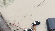 网友暴雨中救起被冲散的狗狗一家，狗妈妈不等康复来感谢恩人