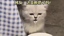 猫咪喝奶把头抬高，看上去很享受的样子，网友：这是醉奶了吗？