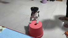 好聪明的狗