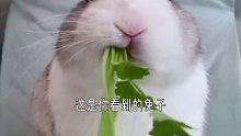 原来兔子的舌头这么嫩啊