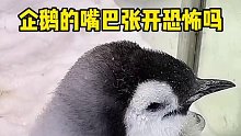 企鹅的嘴巴张开恐怖吗？让我看看