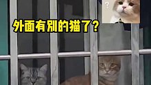 小猫咪：原来你每天出门就是干这个？