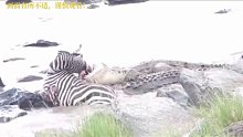 斑马河边喝水惨遭鳄鱼死亡翻滚，仅几秒钟斑马就断气了…