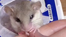 【睡鼠幼崽日记1】缘缘会叼崽啦
