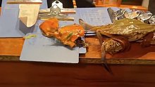 顾客质疑商家说的螃蟹重量不对！