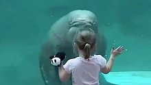 比利时一水族馆内，一头海象缓缓游过来，隔着玻璃亲吻了小女孩