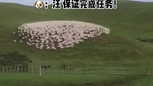 边牧放羊，走位很丝滑！不愧是牧羊犬！