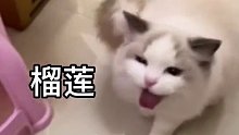 猫咪不喜欢吃的食物