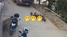 卡车跟鸭子赛跑，鸭子领先了