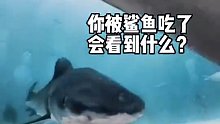 如果被鲨鱼一口吞了，看到的的画面还挺有意思的，还有一种小鱼会游到人的嘴里。