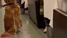 狗：那玩意太不仗义了