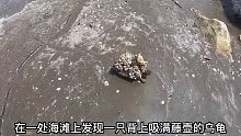 外国小哥帮海龟清理藤壶，掰下来一大片，全程看着太解压了