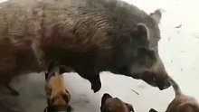 野猪闯入村里被狗狗们围攻，最后将野猪赶走了