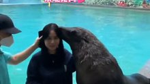 海狮配合游客拍照，上一秒温馨，下一秒画风突变