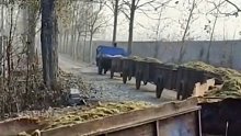 大爷用超长挂车运送草料，目击者：难怪大爷一个人能养那么多牛