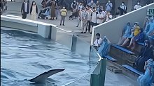 海豚表演完，那边的观众没鼓掌生气了