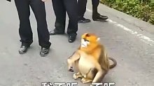 金丝猴：“我不是横穿马路，我只是没找到斑马线嘛……”
